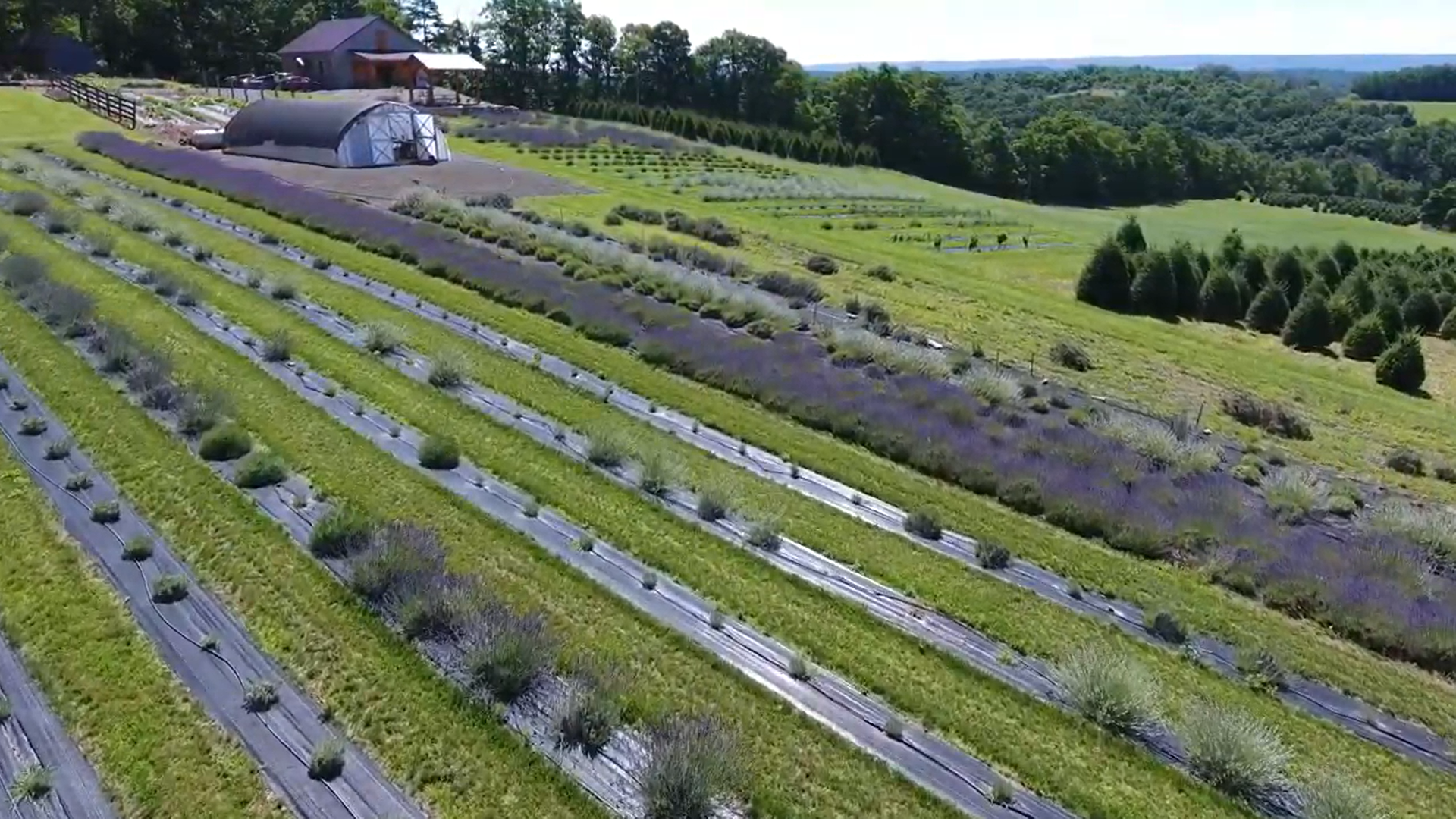 lavender farm